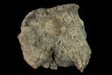 Ankylosaur Spike Scute - Alberta (Disposition #-) #132106-3